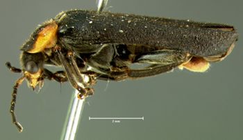 Media type: image;   Entomology 3409 Aspect: habitus lateral view